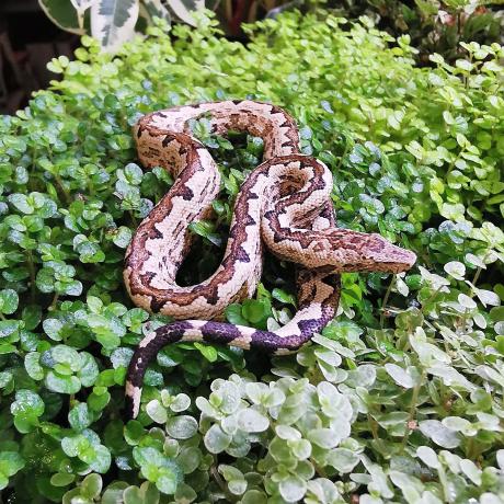 Solomon Island Ground Boa