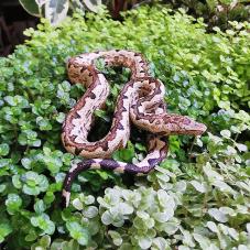 Solomon Island Ground Boa (Candoia carinata paulsoni)