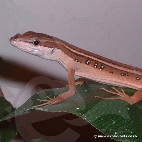 Asian Long Tailed Lizards lateral stripes