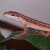 Asian Long Tailed Lizards lateral stripes photo