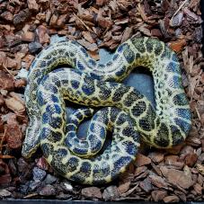Yellow Anaconda (Eunectes Notaeus)
