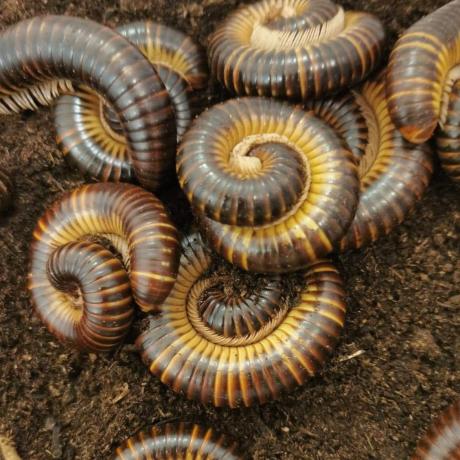 Satin Millipede