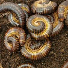 Satin Millipede (Telodeinopus assiniensis)