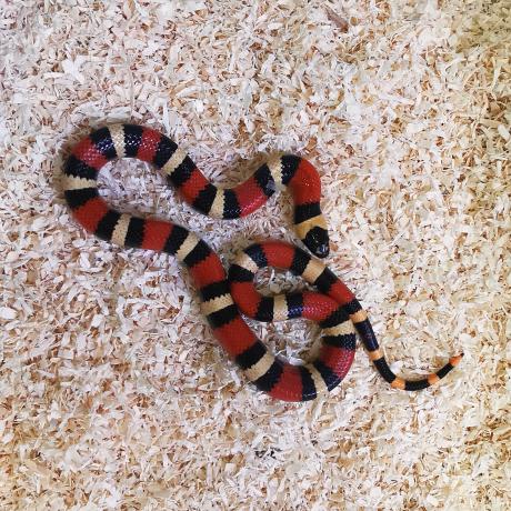pueblan milksnake care pueblan milksnake care