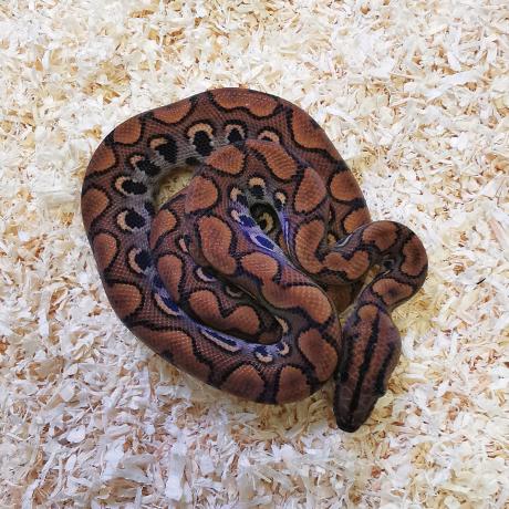 royal python or ball python python regius Images... Brazilian Rainbow Boa - Epicrates cenchria cenchria