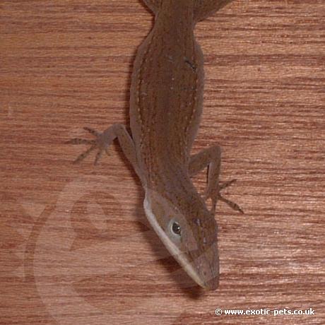 Green Anole brown colour