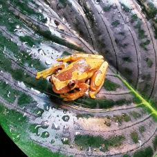 Hourglass Tree Frog (Dendropsophus ebraccatus)