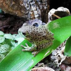 Barking Tree Frog (Dryophytes gratiosus)