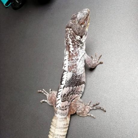 Guatemalan Spiny Tailed Iguana