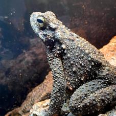 Giant Asian Toad (Phrynoidis aspera)