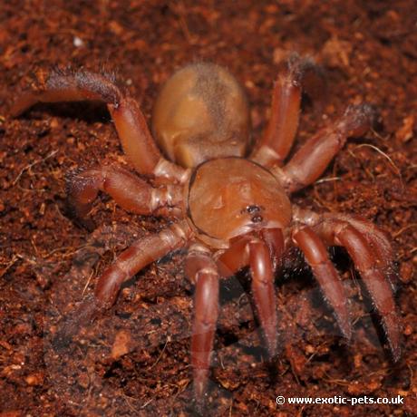 Red Trapdoor Spider