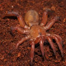 Red Trapdoor Spider (Ctenolophus sp.)