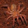 Red Trapdoor Spider photo
