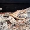 Ocellated Skink - (CB25) 8-10cm Baby