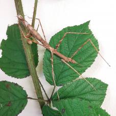 Zompros Stick Insect (Parapachymorpha zomproi)