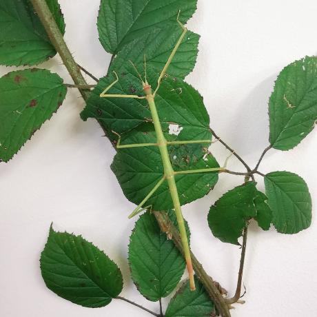 Vietnamese Stick Insect