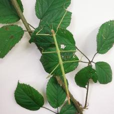 Vietnamese Stick Insect (Ramulus artemis)