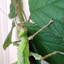 Jungle Nymph (Heteropteryx dilitata)