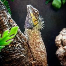 Emma Grays Forest Lizard (Calotes emma)