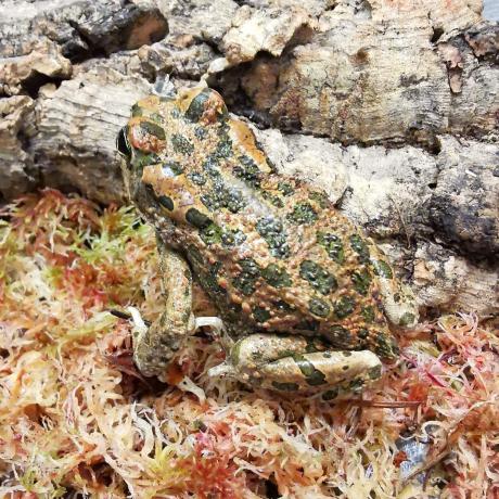 European Green Toad