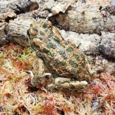 European Green Toad (Bufotes viridis)