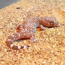 Elegant Gecko (Stenodactylus sthenodactylus)