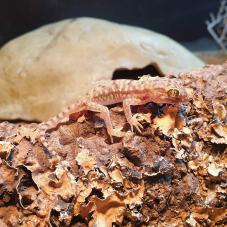 Petries Gecko (Stenodactylus petrii)
