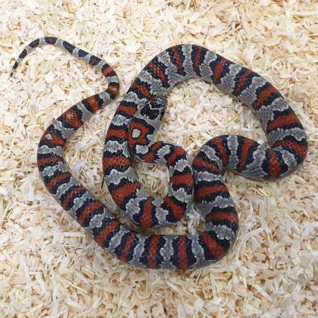 San Luis Potosi Kingsnake