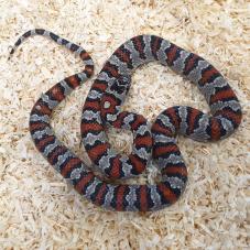 San Luis Potosi Kingsnake (Lampropeltis mexicana mexicana)