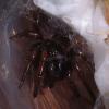 Black Trap Door Spider photo