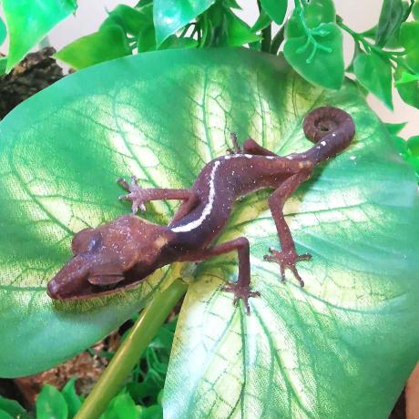 Malaysian Cat Gecko