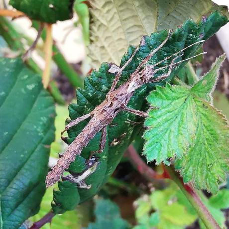 Thorny Stick Insect