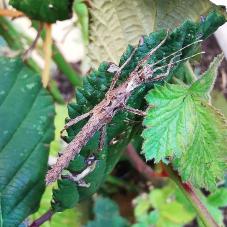 Thorny Stick Insect (Aretaon asperrimus)