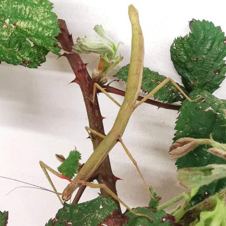 Indian Stick Insect