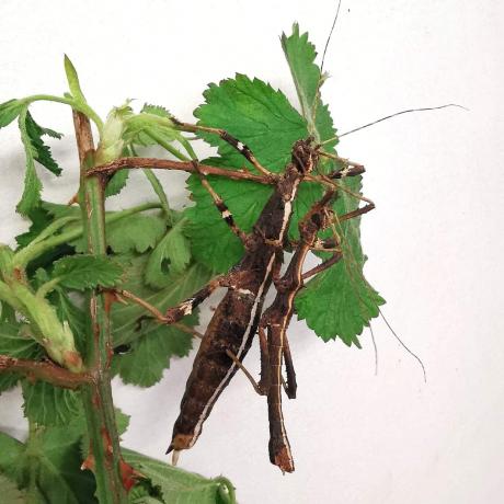 Sunny Stick Insects
