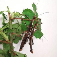 Sunny Stick Insects