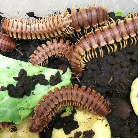 Chocolate Flat Millipede