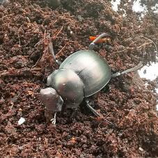 Ghana Dung Beetle (Scarabaeinae species)