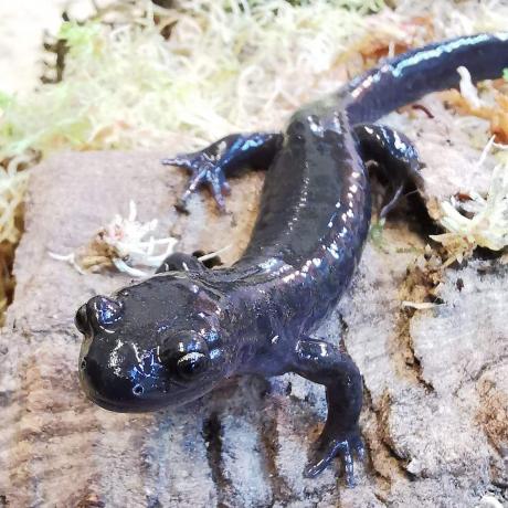Hokkaido Salamander