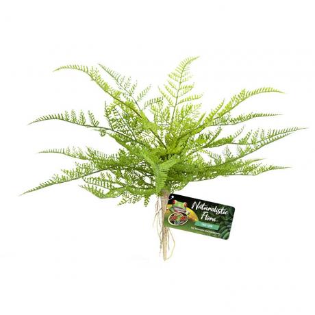 Zoo Med Naturalistic Flora Lace Fern