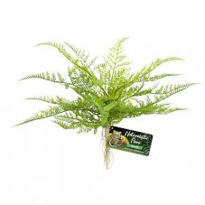 Zoo Med Naturalistic Flora Lace Fern (Ground plants)
