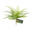 Zoo Med Naturalistic Flora Lace Fern - 33 x 22cm