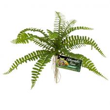 Zoo Med Naturalistic Flora Sword Fern (Ground plants	)