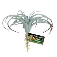 Zoo Med Naturalistic Flora Tillandsia Air Plant (Ground plants)