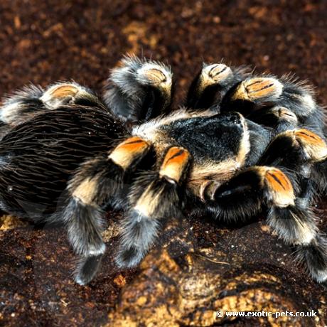 Mexican Red Knee