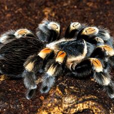 Mexican Red Knee (Brachypelma hamorii (ex smithi))