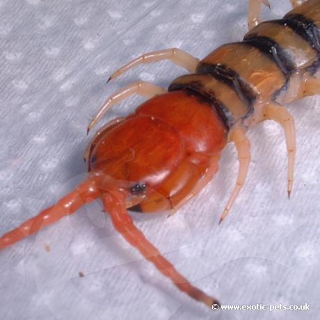 Red Head Tiger Leg Centipede