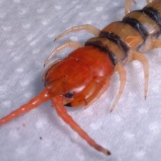 Red Head Tiger Leg Centipede (Scolopendra morsitans)