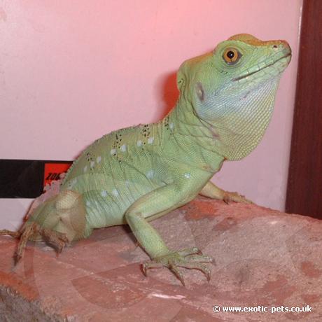 A female Green Basilisk