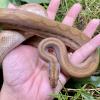 Columbian Rainbow Boa - het Albino (CB19) FEMALE - Litter 2